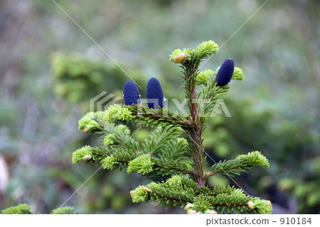 maries' fir, pinecone, branch 910184