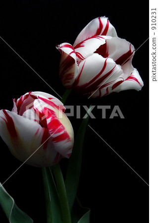 tulip, tulipa, marble pattern 910231