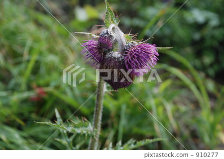 Diniti薊 910277