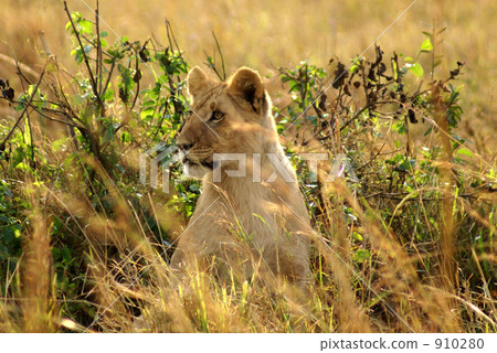 lion 910280