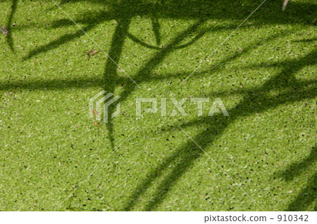 Paddy field aquatic plants Paddy field aquatic plants 910342