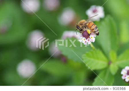 A bee 910366