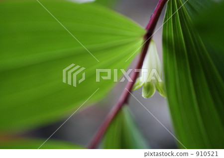 pretty flowers pretty flowers 910521