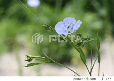 藍色的花 藍色的花 910527