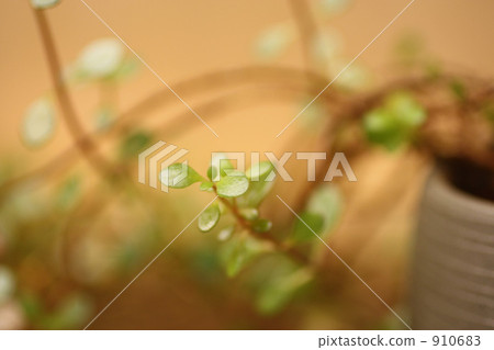 Foliage plant Foliage plant 910683