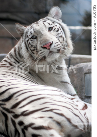 白虎 白虎 910705