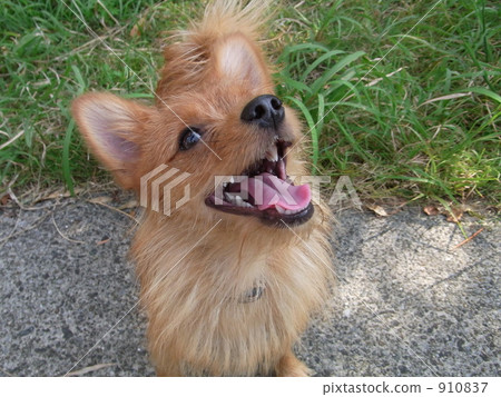 Moran · female · 1 year old soon 910837