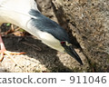 大藍鷺 911046