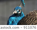 孔雀 911076