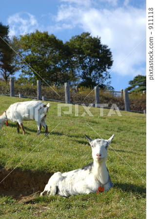 雪羊 牧場 草地 911118