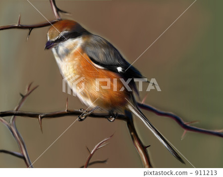 bull-headed shrike, shrike, wild bird 911213