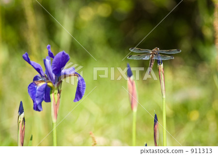 玳瑁斑蜻蜓 休息 歇息 911313