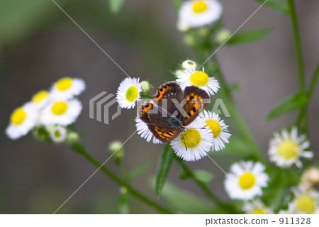 common copper, copper, lycaena phlaea 911328