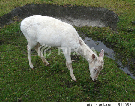 Adventure World Goat 911592