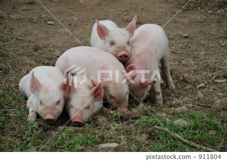 友誼小豬 911804