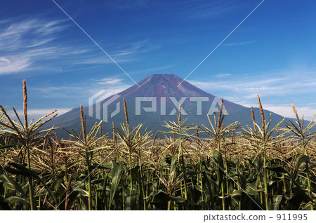 Corn flowers and Mt. Fuji 911995