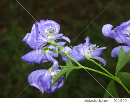 Torikabuto flowers 911999