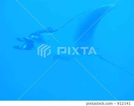 拉巴斯的水下照片---曼塔--- 912141