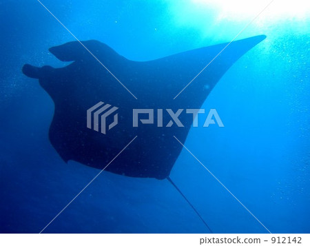 拉巴斯的水下照片---曼塔--- 912142