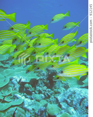 帕勞的水下照片--- Yosugefedai --- 912145