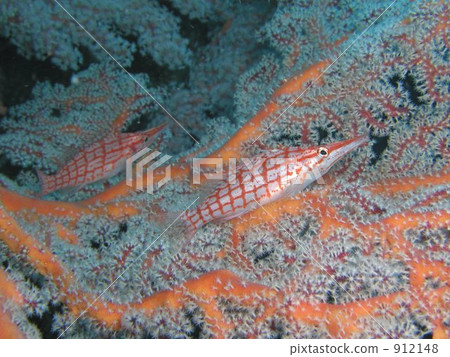 巴厘島的水下照片--- Kudagonbe --- 912148