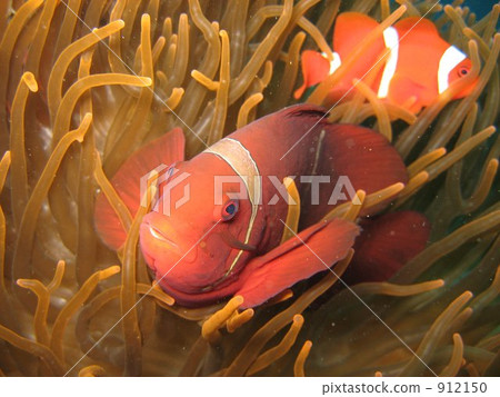 巴厘島的水下照片 912150