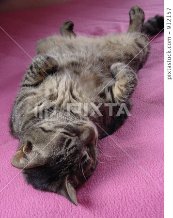 睡覺 毛孩 貓 912157