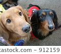 pet, pets, miniature dachshund 912159