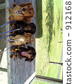 miniature dachshund, long dax, four (animals) 912168