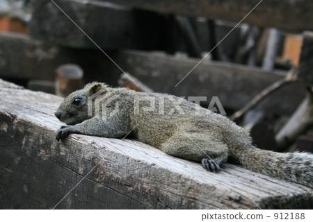 Machida Squirrel at Squirrel Garden 912188