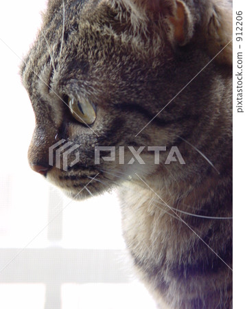 cat, gaze, gaze at 912206