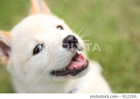 dog, dogs, cream color 912260