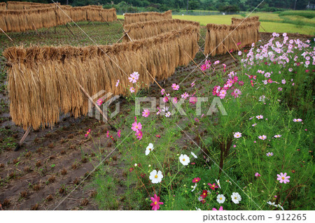 湯布院稻田和宇宙 912265