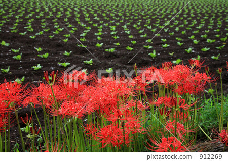 農田和Higanbana 農田和Higanbana 912269