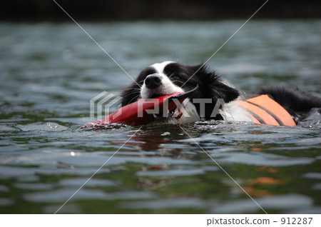 游泳 博德牧羊犬 毛孩 912287