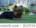 Yorkshire Terrier 912319