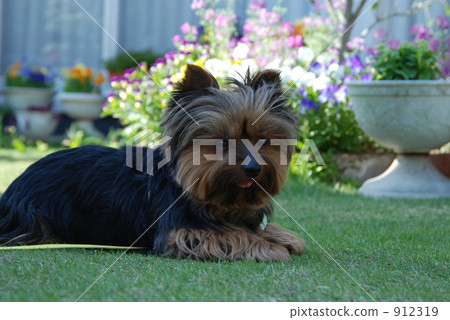 Yorkshire Terrier Yorkshire Terrier 912319