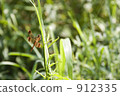 Red dragonfly 912335