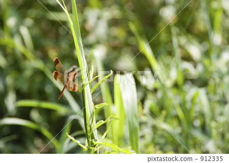 Red dragonfly 912335