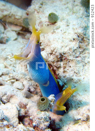 Mating of Hana shrimp 912423