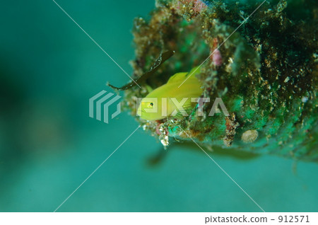 Midin benihaze Midin benihaze 912571