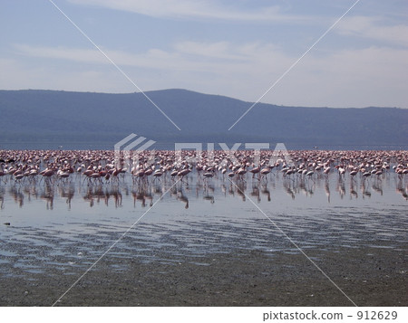 lake nakuru, flamingo, flamingoes 912629