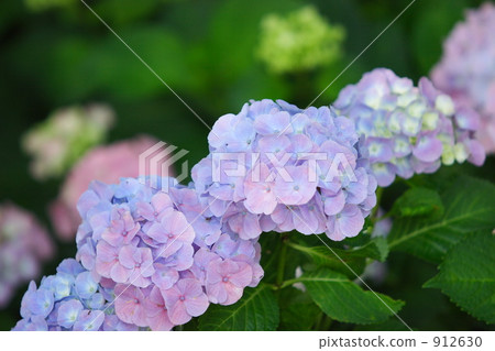 hydrangea, pastel color, june 912630