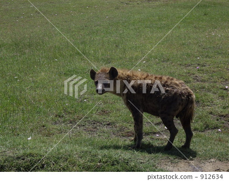 斑鬣狗 珍珠層 鬣狗 912634