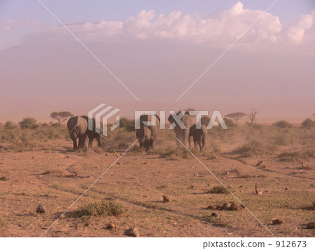 elephant, elephants, amboseli 912673