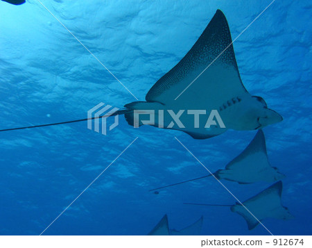 Formation of Spotted Madara Beetle 912674