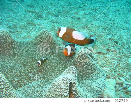 Touaka Anemonefish Touaka Anemonefish 912739