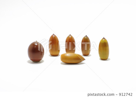 橡子的背部比較 橡子的背部比較 912742