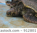 Sea turtle 912801