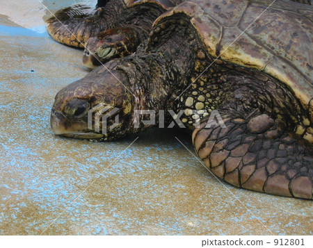 Sea turtle Sea turtle 912801